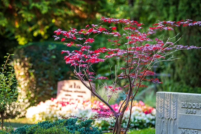 Eine Pflanze vor einem Grabstein auf dem Friedhof