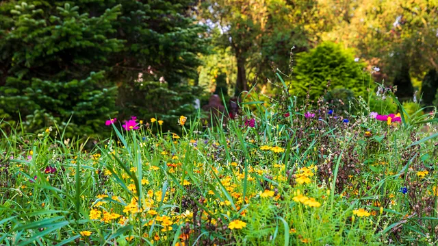 Wildblumenweise auf dem Friedhof Rensefeld
